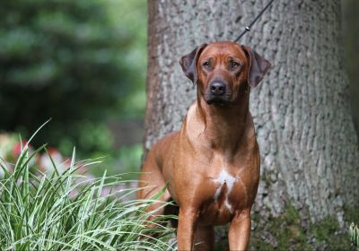 African´s Famous Chaka Karla Kolumna