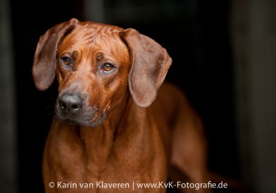 Saimon´s Praide Lord Sterling Silver