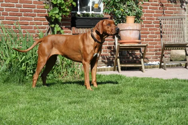 Rhodesian Ridgeback steht seitlich im Garten vor einem Backsteinhaus