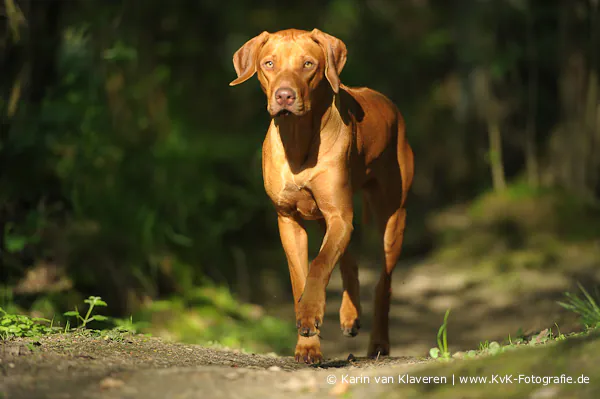 Rhodesian Ridgeback bewegt sich aufmerksam in natürlicher Umgebung