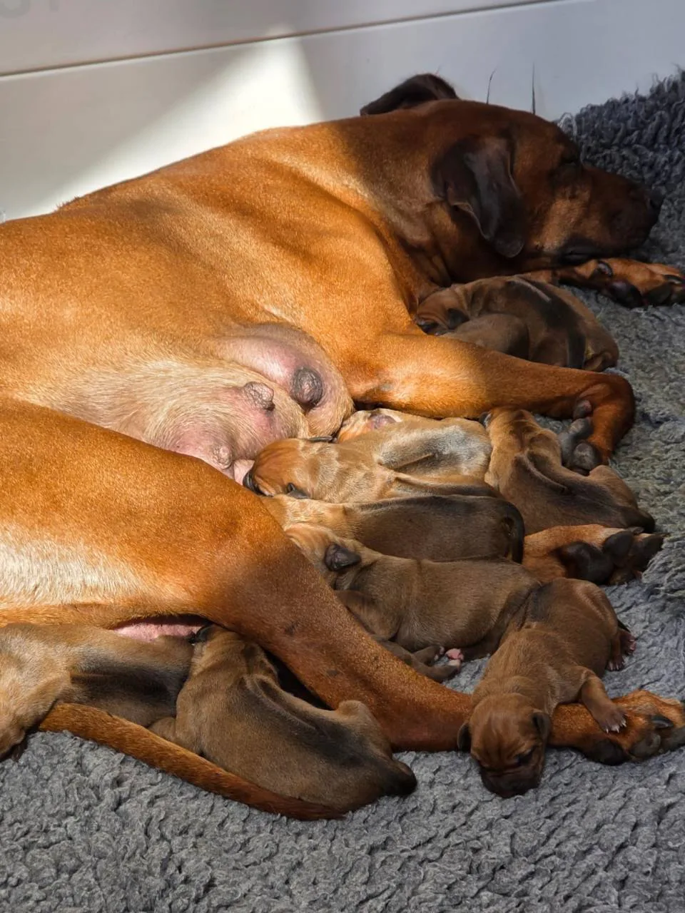 Rhodesian-Ridgeback-Mutterhündin ruht mit ihren neugeborenen Welpen