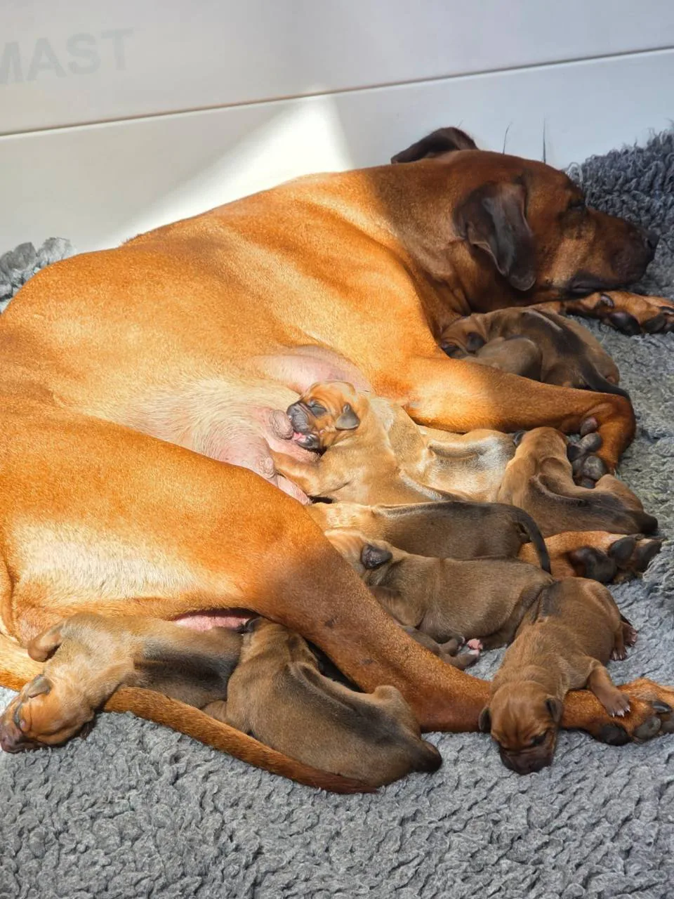 Neugeborene Rhodesian-Ridgeback-Welpen trinken und ruhen bei ihrer Mutter