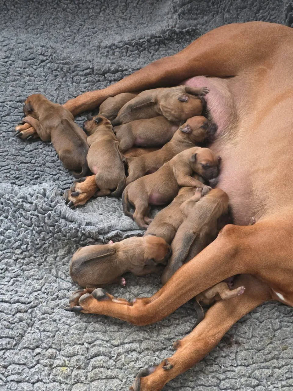 Nahaufnahme neugeborener Rhodesian-Ridgeback-Welpen dicht bei ihrer Mutter