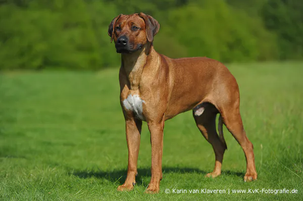 Rhodesian Ridgeback aufmerksam auf einer grünen Wiese