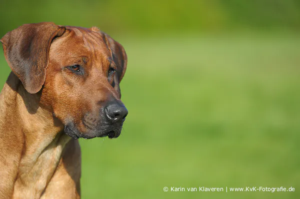 Rhodesian Ridgeback als stimmungsvolles Bild aus dem Zuchtumfeld