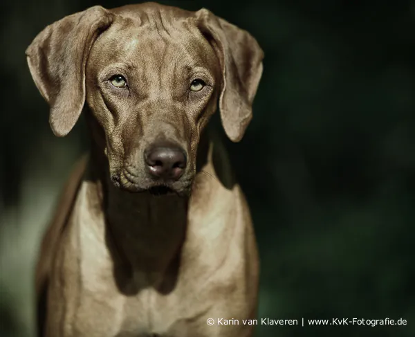 Rhodesian Ridgeback als neutrales Stimmungsbild aus dem Zuchtumfeld
