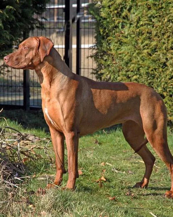 Tina Trading Urmala steht seitlich im Garten