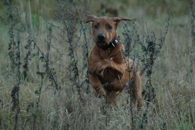 Junger Rhodesian Ridgeback läuft durch hohes Gras