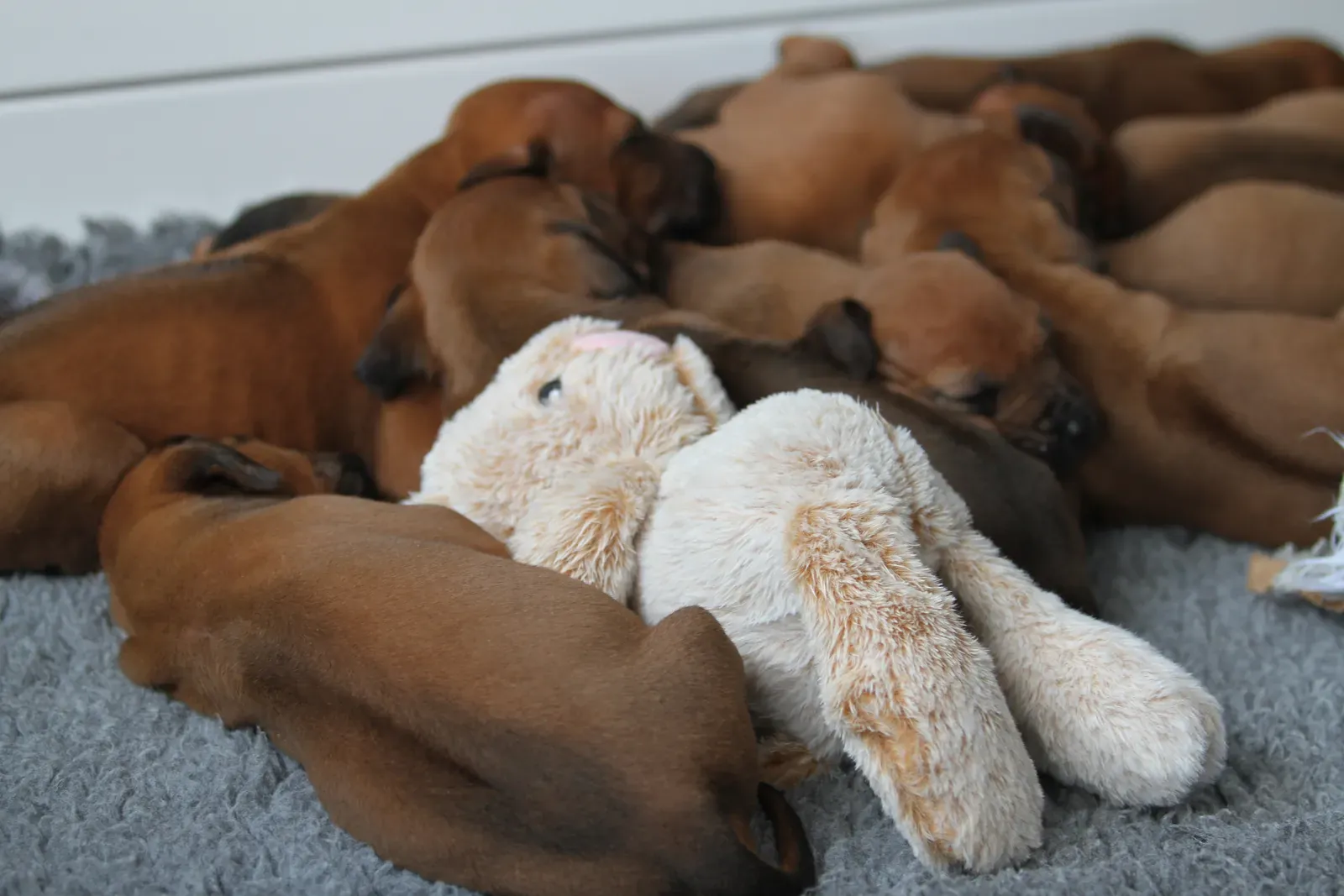 Ridgeback-Welpen schlafen gemeinsam in einer Wurfkiste